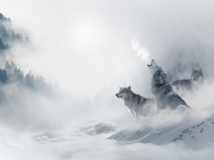 オオカミと雪景色