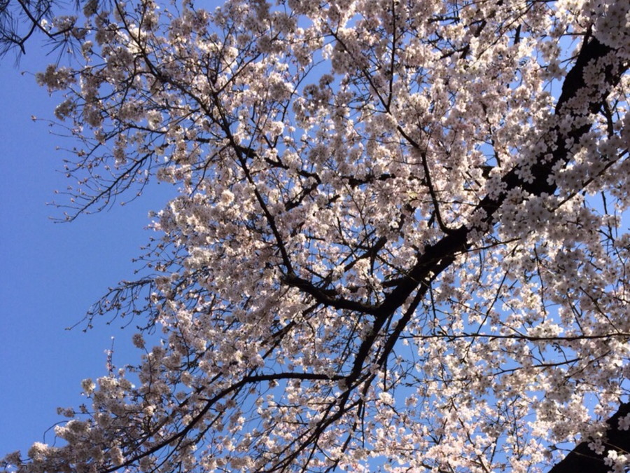 桜