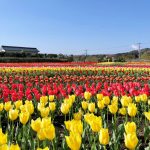 たくさんのチューリップ