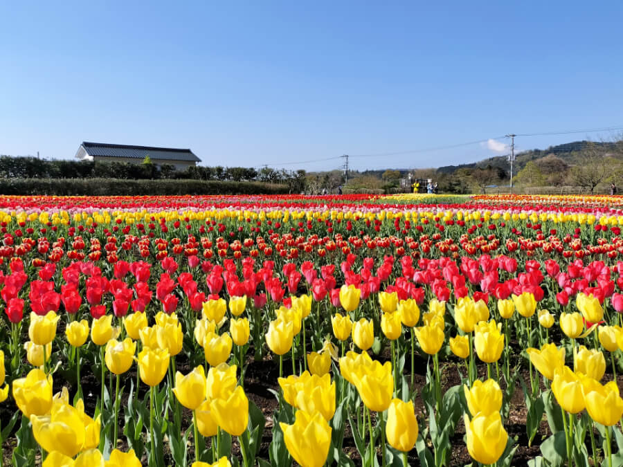 たくさんのチューリップ